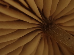 Rhodocybe