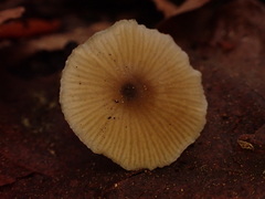 Rhodocybe