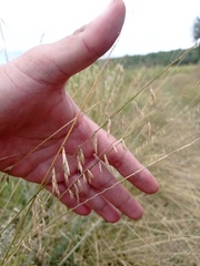 Bouteloua curtipendula