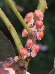 Eriococcus coriaceus