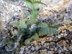 Myriopteris parryi