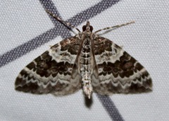 Eulithis explanata