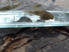 Lithobates catesbeianus