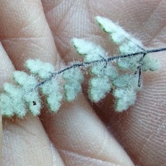 Myriopteris parryi