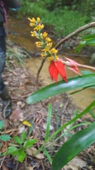Aechmea mertensii