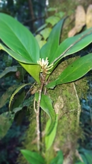 Peperomia pernambucensis