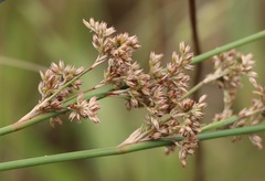 Juncus flavidus