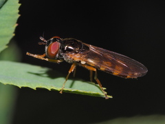 Melanostoma mellinum