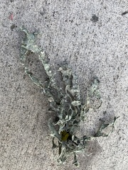 Ramalina subleptocarpha