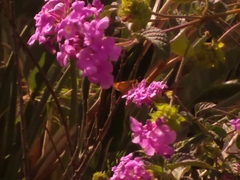 Hylephila phyleus