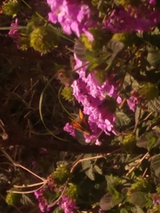Hylephila phyleus