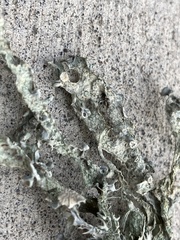 Ramalina subleptocarpha