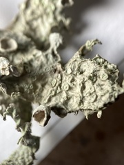 Ramalina subleptocarpha