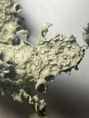 Ramalina subleptocarpha