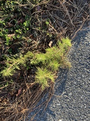 Eupatorium capillifolium