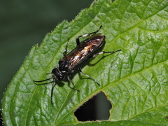 Macrophya albicincta