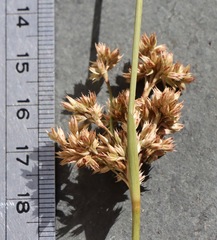Juncus flavidus