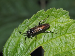 Macrophya albicincta