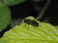 Macrophya albicincta