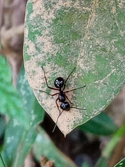 Polyrhachis laevissima