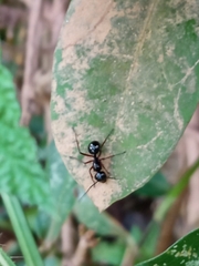 Polyrhachis laevissima