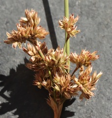 Juncus flavidus