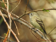 Empidonax hammondii