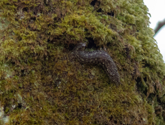 Geomalacus maculosus