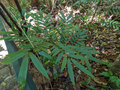 Ptisana oreades