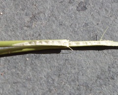Juncus flavidus