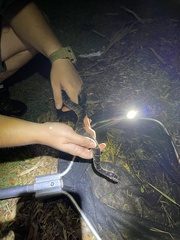 Nerodia fasciata pictiventris