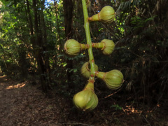 Barringtonia calyptrata