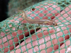 Galaxias maculatus