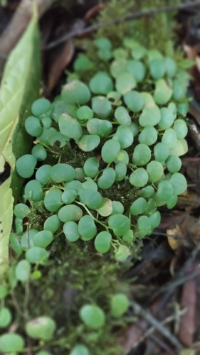 Image of Peperomia serpens by (c) Guillaume Delaitre, some rights reserved (CC BY)