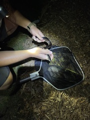 Nerodia fasciata pictiventris