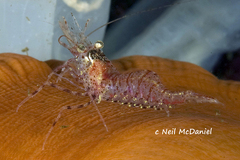 Eualus suckleyi