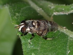 Copestylum tamaulipanum
