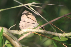 Pindis squamistriga
