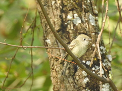 Empidonax hammondii