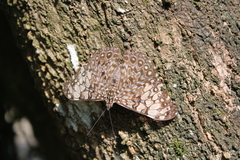 Hamadryas feronia farinulenta