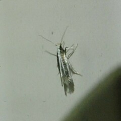 Macrenches eurybatis