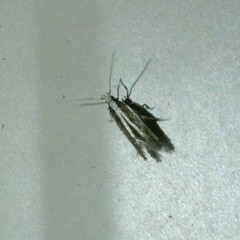 Macrenches eurybatis