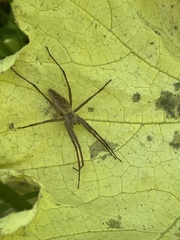 Pisaura