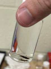 Zelus cervicalis
