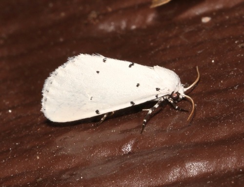 Grotella sampita photo 4