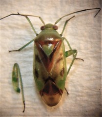 Tuicoris excelsus