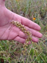 Cenchrus echinatus