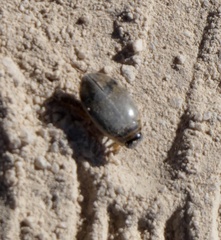Thermonectus nigrofasciatus nigrofasciatus