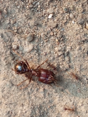 Carebara