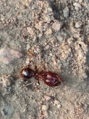 Carebara